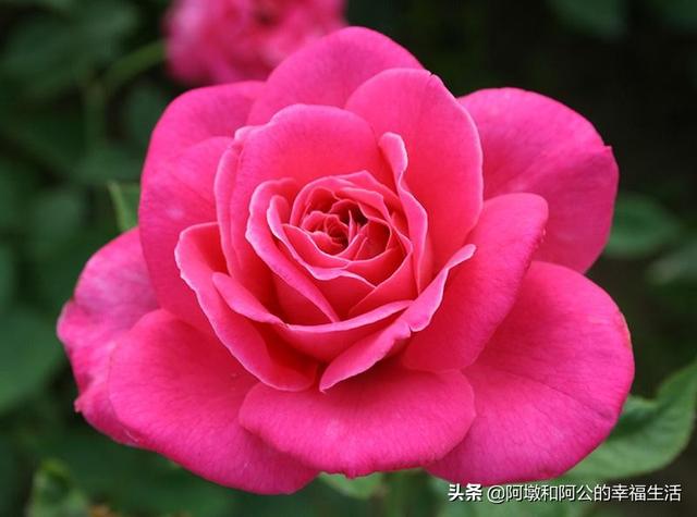 欧洲月季花品种介绍:月季花品种介绍大全 月季的种类有哪些，常见月季品种介绍大全？