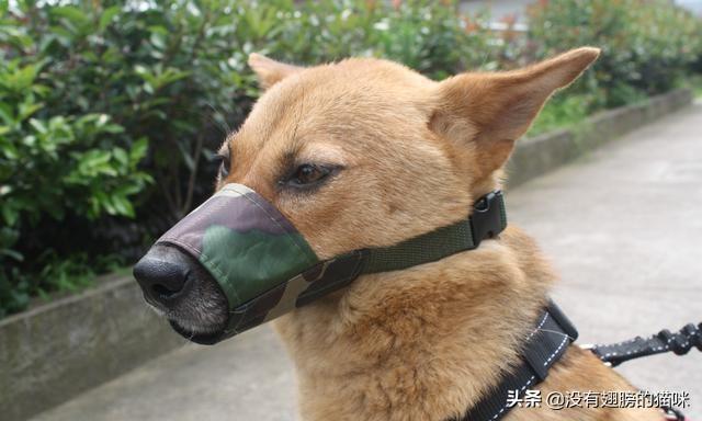 小学生霸气虐狗视频:重庆一小学生上学途中被狗咬死，狗主人是否承担责任，你怎么看？