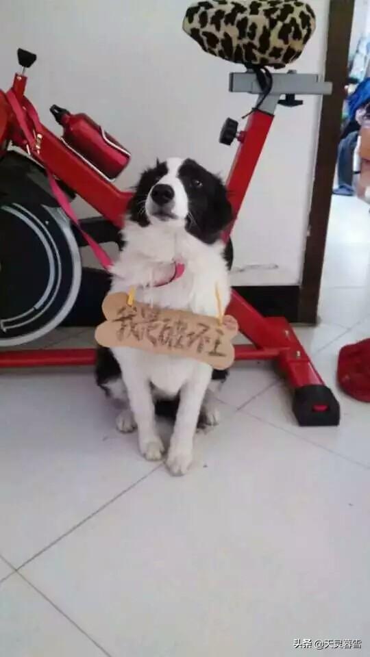 德国边境牧羊犬的性格:德牧凶吗？都有哪些特点？