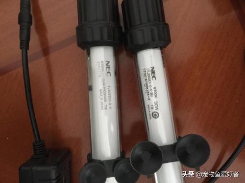 小龙鱼不好养吗?:小龙鱼的饲养方法 金龙鱼好养吗?能养多大？