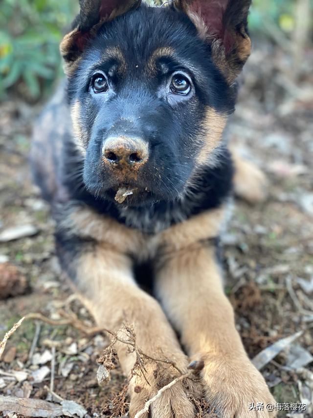 重型护卫犬有哪些:想买条大型犬，看家护院的，有没有人推荐的？ 小型护卫犬都有哪些