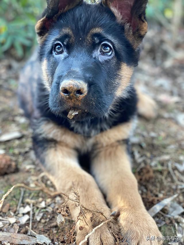 大型犬有哪些(大型犬有哪些)