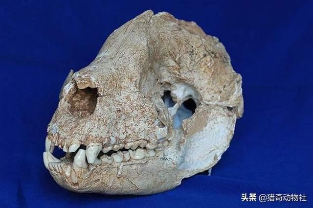 大熊猫吃什么竹子填空6:熊猫属于食肉动物为什么却一直喜欢吃竹子？