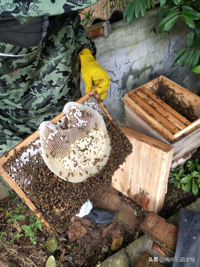 穆熙妍微博础稳定:中蜂活框养殖，进行开箱检查，有哪些要注意的地方？