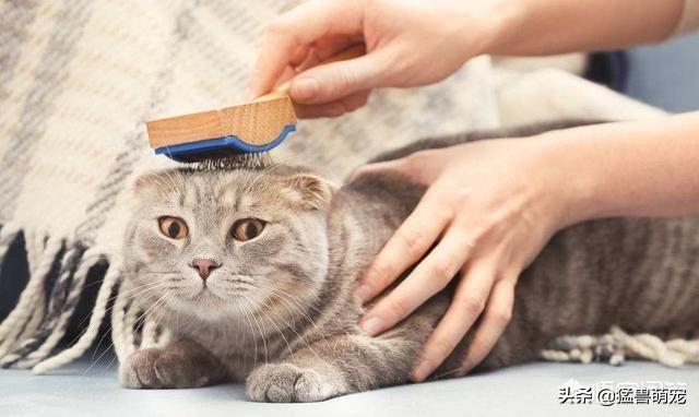 给猫猫吸的猫薄荷是什么:猫薄荷的作用是让猫把毛球吐出来嘛？ 猫吸了猫薄荷是什么样子