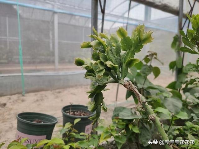 假昙花如何扦插:假昙花什么时候扦插成活率高 春季繁殖花卉苗木有哪几种方法，如何来做你知道吗？