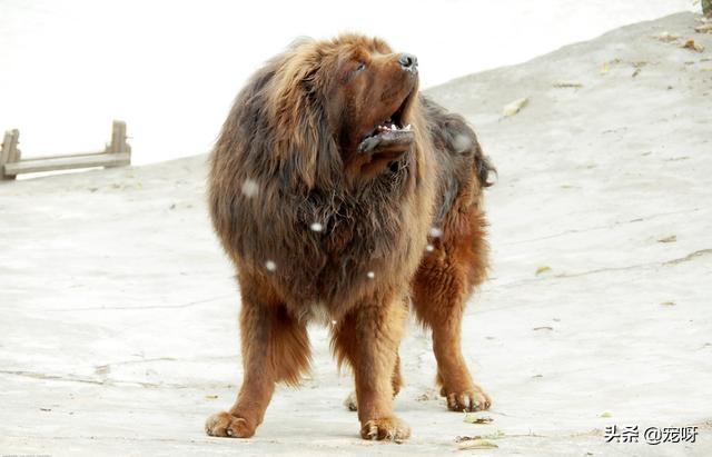鬣狗vs藏獒藏獒和鬣狗谁厉害?:体型相近的藏獒能打赢鬣狗吗？东方神犬与非洲二哥谁比较厉害？