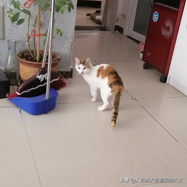 养猫论坛:宠物店开在二楼店铺可行吗，请教各位圈内的朋友？
