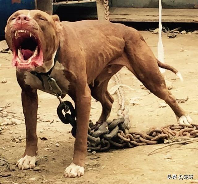 藏獒打架真实视频:三只大藏獒能打得过一只成年高加索犬吗？有何依据？