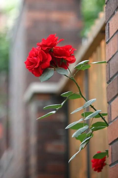 红杏出墙是什么意思红杏出墙代表什么