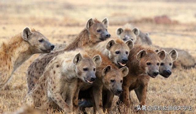 斑鱼狗:非洲斑鬣狗和山魈一对一搏斗谁会赢？