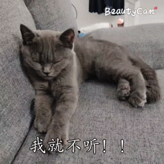 猫咪肾衰竭腹水怎么办:猫胀气怎么办，该怎么进行调节？ 猫咪急性肾衰竭怎么办