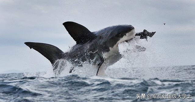 独眼鲨鱼是怎么形成的:鲸鱼、鲨鱼、海豚为什么很容易搁浅，是视力不好的原因吗？