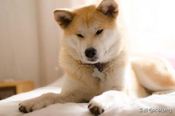 最好养的中小型犬排名:柯基、比熊、泰迪，哪个比较聪明好养呢？
