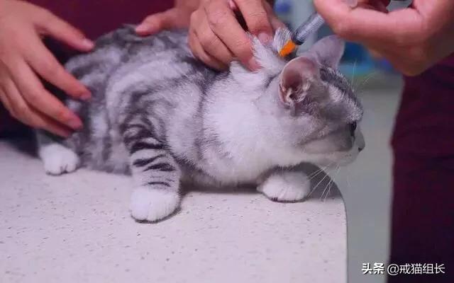 异国短毛猫护理经验:猫为什么有泪痕?怎么护理？