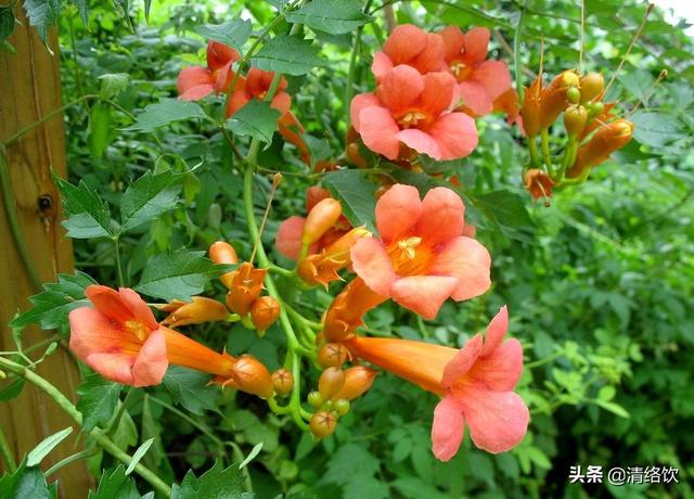 动植物:春夏秋冬有哪些代表各个季节的动植物？