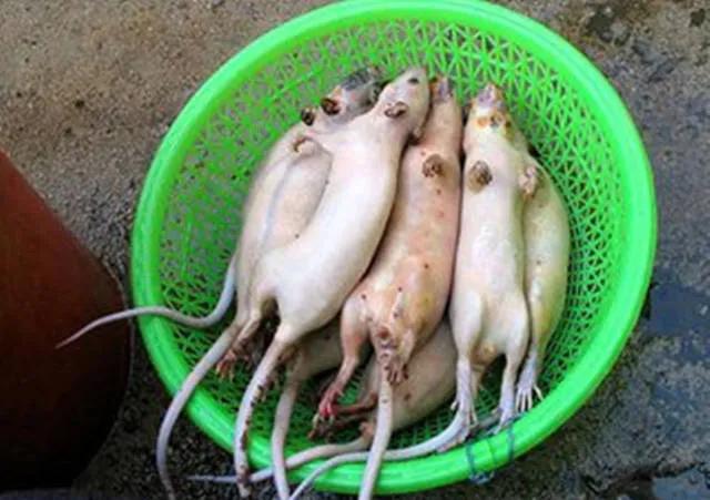 老鼠尾巴手术线，为什么在农村市场，总有人收购老鼠尾巴？