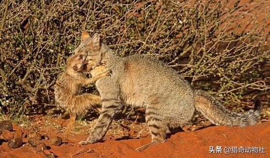 渔猫图片大全:大多数猫科动物会游泳，为什么家猫看似不会游泳？