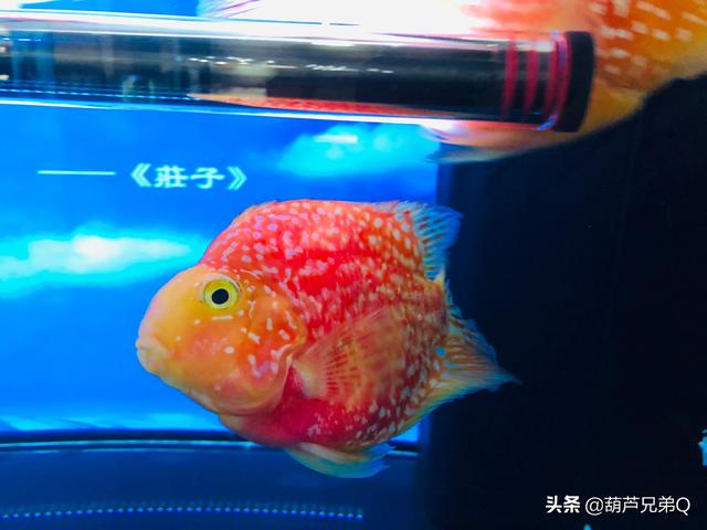 家中养鱼好么:鱼适合家家都养吗？哪些适合家养？