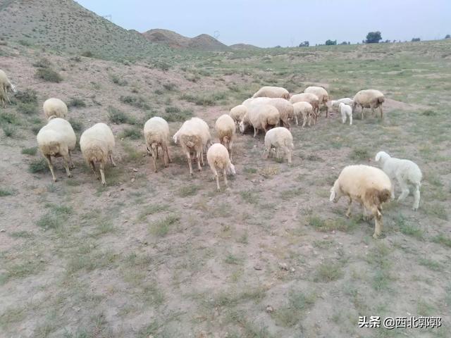 产后无奶的山羊几天可以下奶:山羊的妊娠期为多久？如何计算山羊的预产期？
