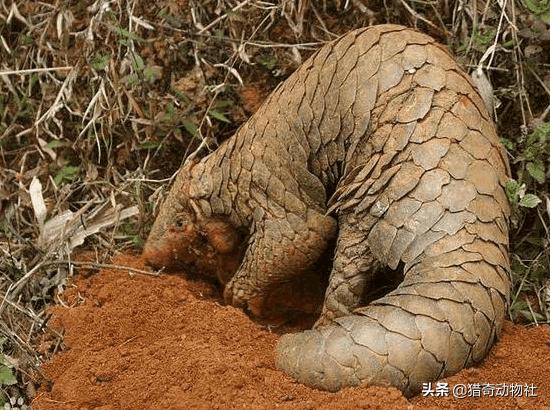 南非犰狳蜥:世界上存在过哪些奇特的古生物？ 南非犰狳蜥蜴