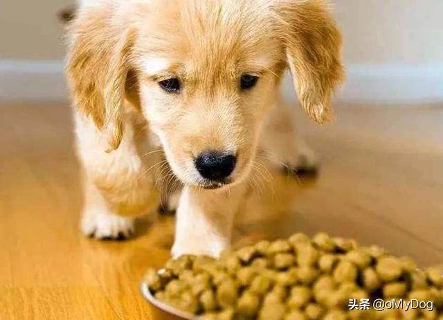 板凳狗图片大全:养狗后，你家狗会盯着你吃东西吗？
