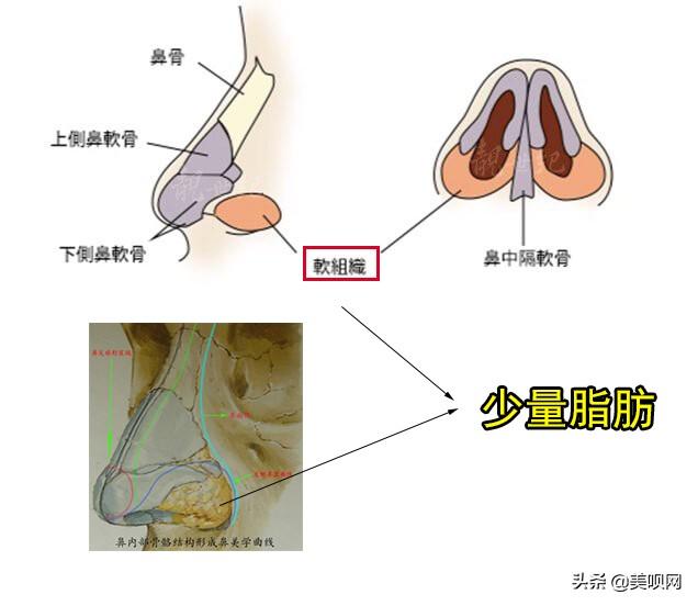 鼻腔结构图:人体口鼻腔结构图 减肥后鼻子会有什么变化？