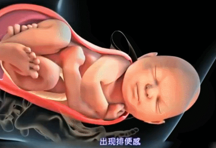 胎儿分娩前在忙什么，准妈妈怎样知道自己是要生了？分娩前的征兆有哪些？