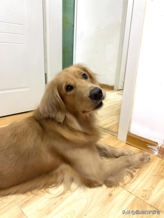 土狗喂狗粮好还是饭好:狗狗吃颗粒狗粮好，还是跟着人吃饭好呢？