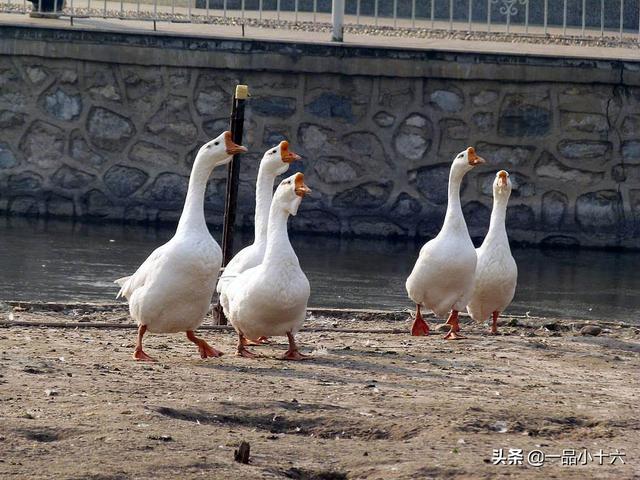 巨蟒肚内惊见好友:家里喂两只大鹅，大蟒蛇不敢进家里吗