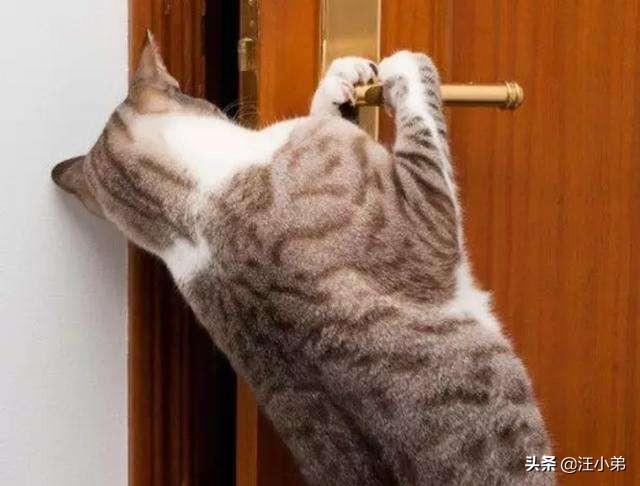 猫咪不乖的作品请:猫咪不乖的全部小说有哪些 我养了一只猫，它很不乖，很凶，我能放弃它吗？