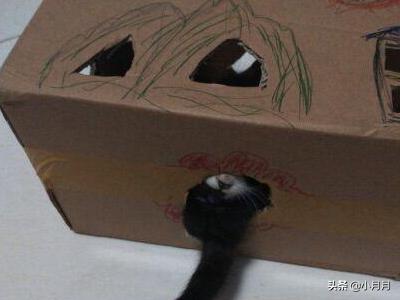 自制创意猫抓板:猫咪经常抓毯子，不抓猫抓板，该怎么办？