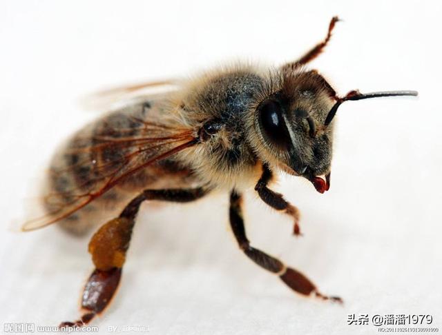 头条问答 - 怎样摘大排蜂?(6个回答)