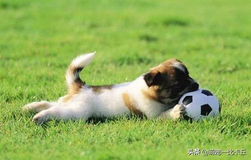 怎么训练听话的小狗:泰迪犬不听话了，有什么办法让它更加服从吗？