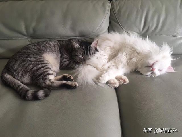有没有私藏的猫咪照片？
