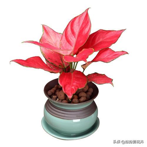 花叶万年青根系发达吗:花叶万年青怎么长得粗壮 花叶万年青怎样盆栽和管理？