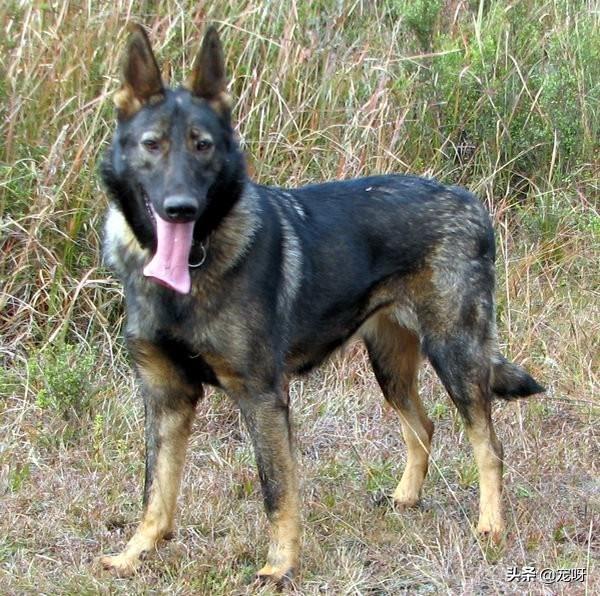 昆明犬图片:我国的昆明犬打得过比特犬吗？