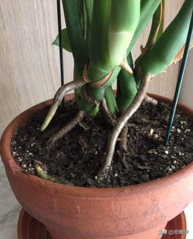 龟背竹气根能直接生根吗