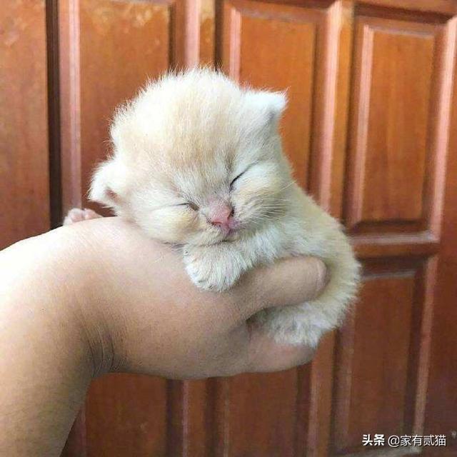 可爱的猫猫狗狗:动物界的动物为啥多是小时候比较可爱？如小奶猫、小奶狗之类的？