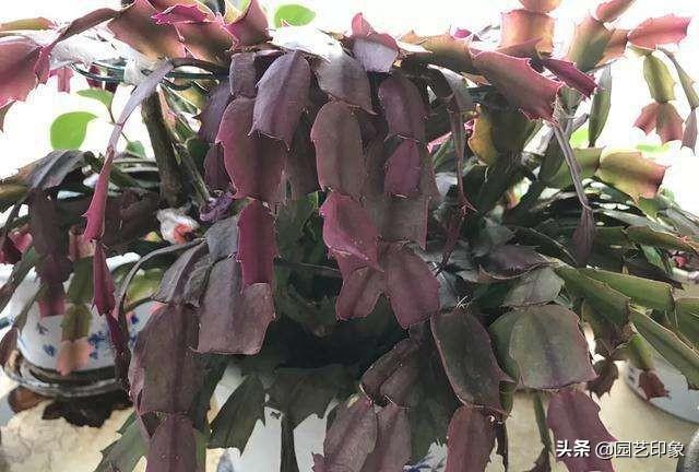 蟹爪兰图片:蟹爪兰嫁接后几天成活？我的有半个月了？不知死活？