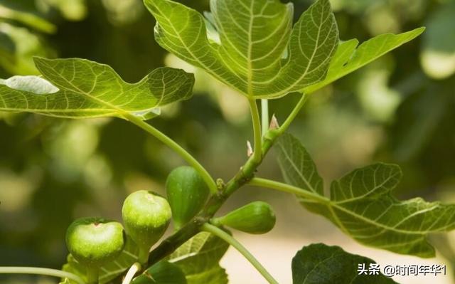 无花果的花 无花果有花吗 培植条件有哪些 我要软文网