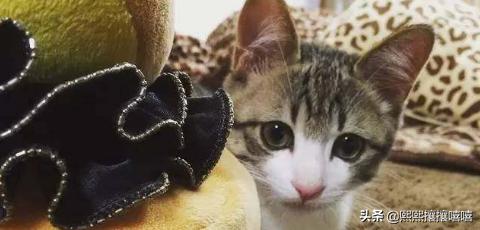 萌猫咪图片:抖音十大网红猫，第一简直成精了？