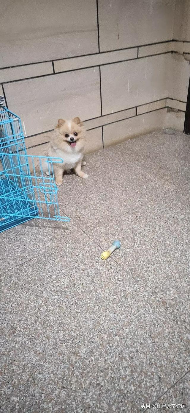 博美犬怎么养:养博美犬有什么注意事项？