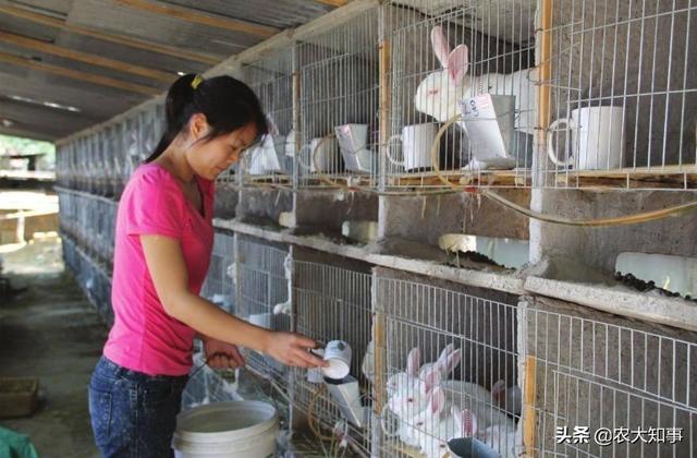 大庆兔子群:养兔之前应了解的知识，养兔如何进行预算和规划？
