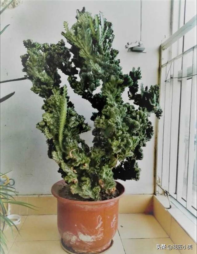 麒麟植物,我养的麒麟植物怎么没光泽？