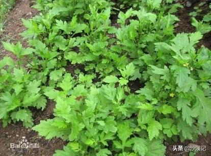 金鸡菊种子种植方法:菊花脑有什么用途？怎么种植？