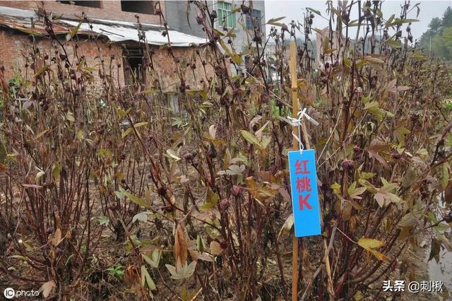 狗万全称k:2022冬奥会K宝无缘奖牌，她是真失误了，还是不敢夺冠？