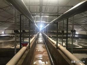 日本对虾养殖论坛:南美白对虾工厂化养殖可靠吗？