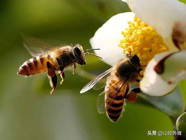 喝蜂蜜水能壮阳吗，蜂蜜会增加雄性激素吗为什么
