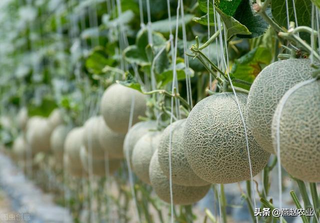 头条问答 - 甜瓜吊蔓瓜不会掉下来吗?(6个回答)